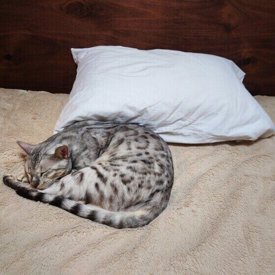 ベンガルの景虎くん