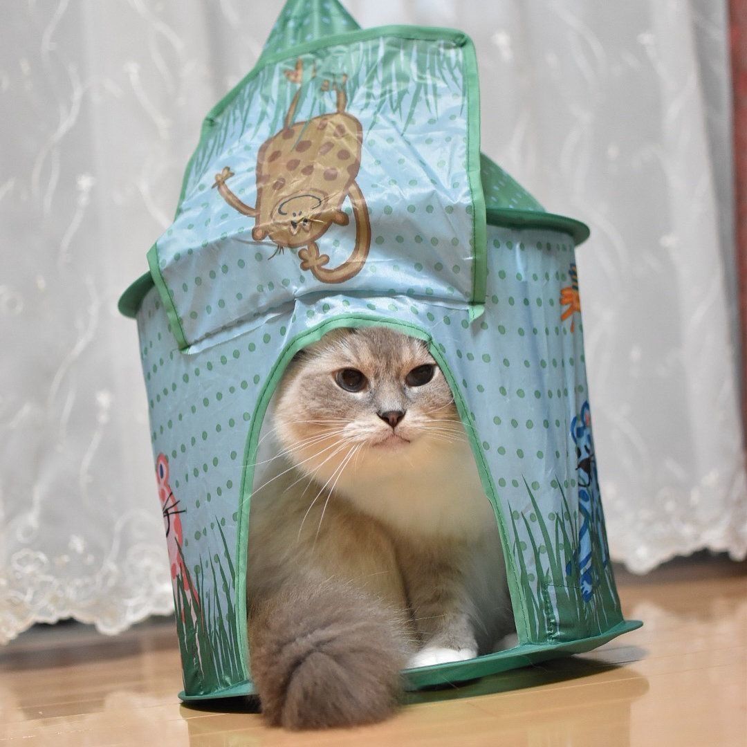 テントに入る猫