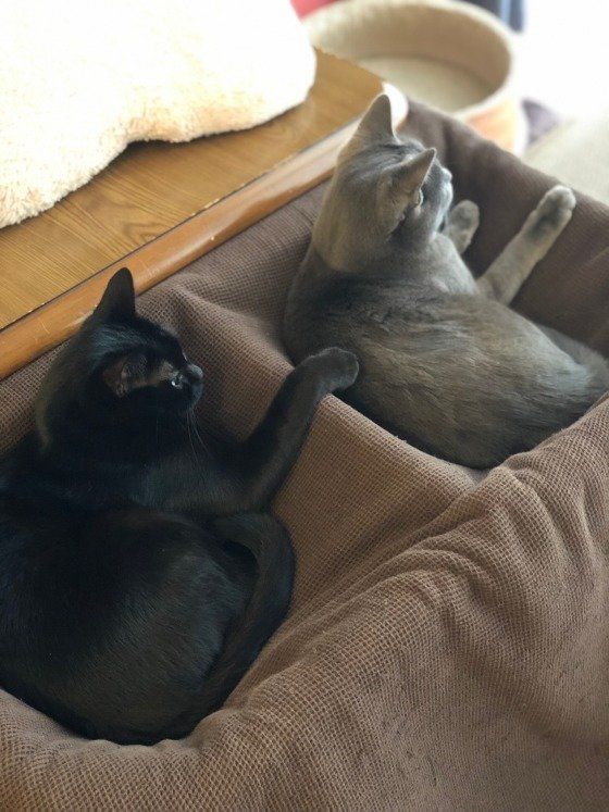 シンクロしているグレちゃん姉妹