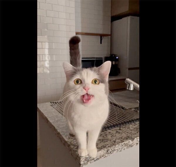 返事をするフクちゃん