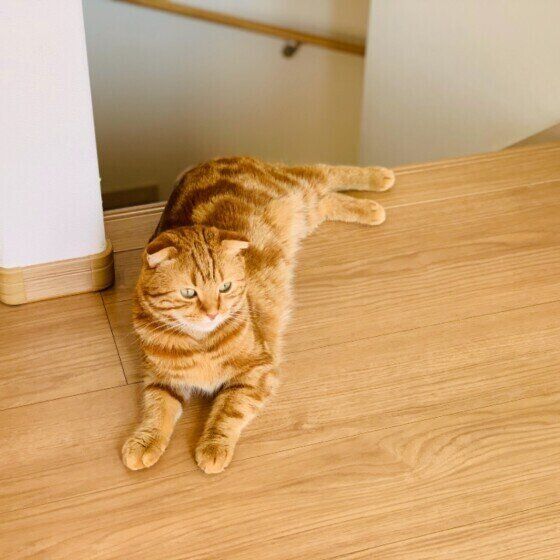 階段の上の猫（スコティッシュフォールド、オス）