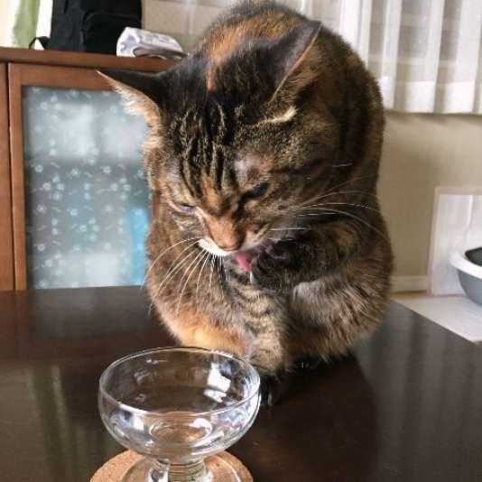 前足で水を飲む猫