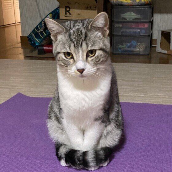 ふうまちゃんの正座