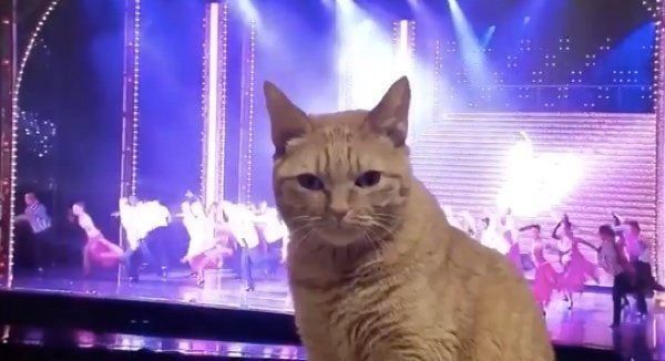 テレビの前に座るポン子ちゃん