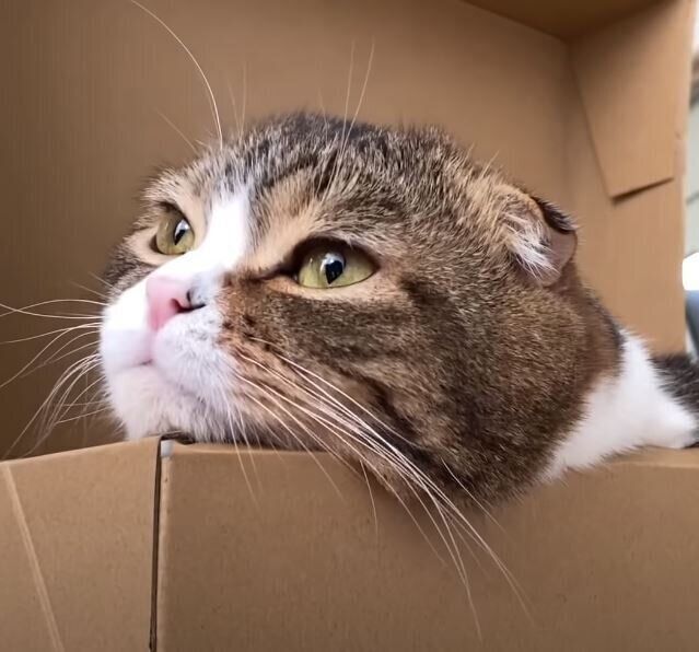 ダンボールと猫