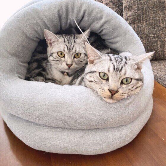 アメリカンショートヘア