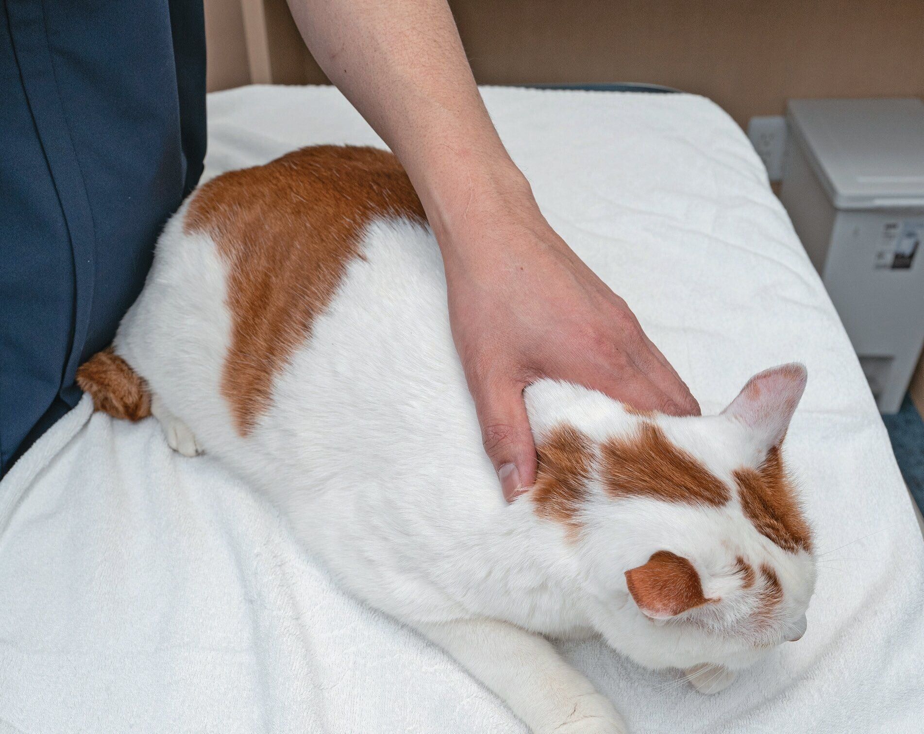 台の上で保定される猫