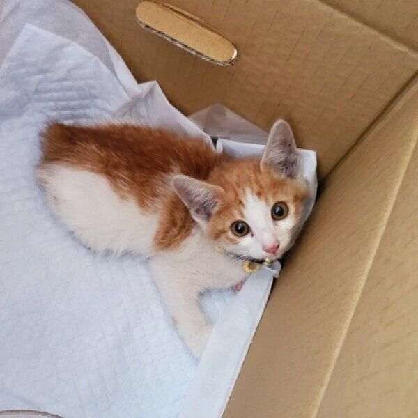 推定生後1カ月半のサスケくん