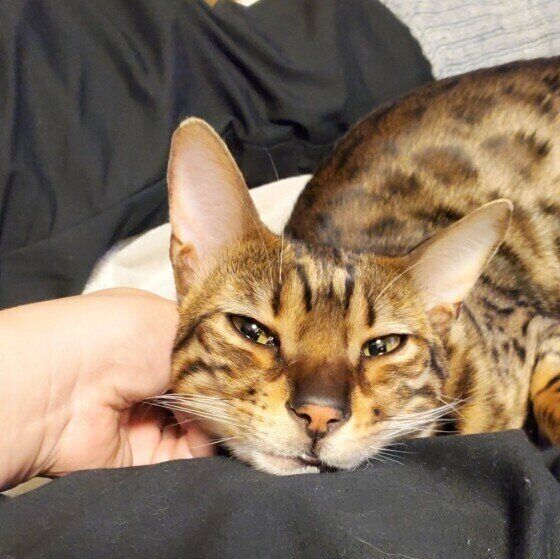 撫でられるベンガルの男の子