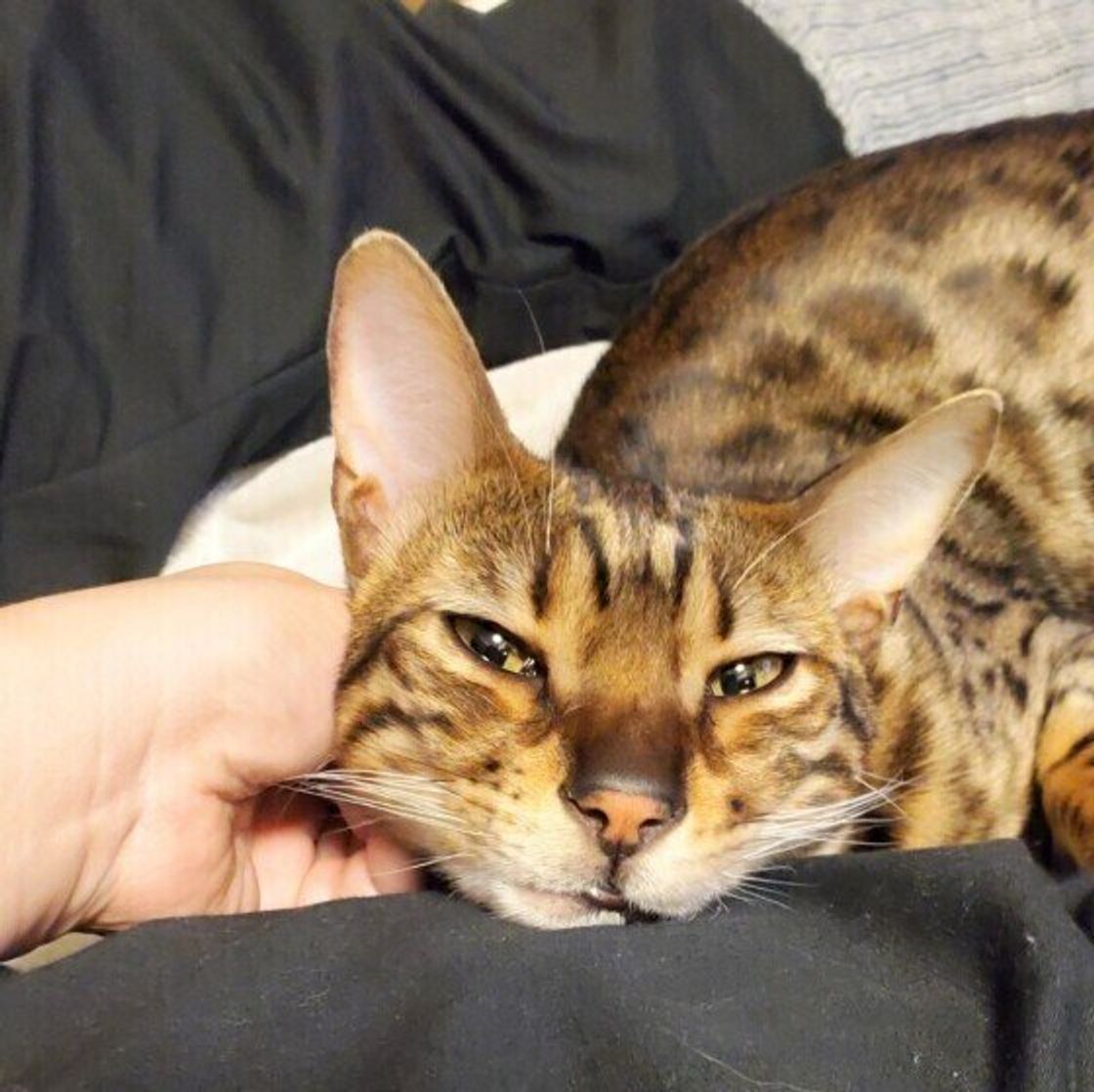 なでられて特に嬉しいスペシャルスポット 猫が頭とおしりを触られて喜ぶ理由 ねこのきもちweb Magazine なでられて特に嬉しいスペシャルスポット 猫が頭とおしりを触られて喜ぶ理由 ねこのきもちweb Magazine