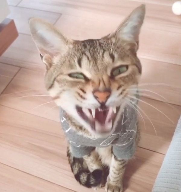 あくび顔が怖いMugiちゃん