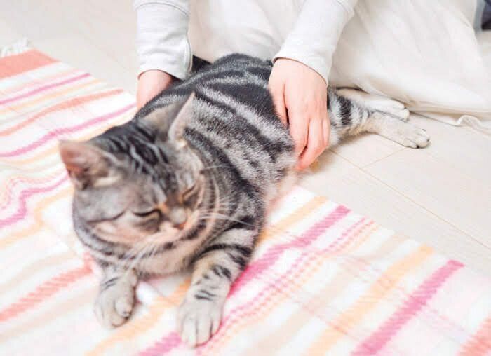 両手で猫の腸マッサージ
