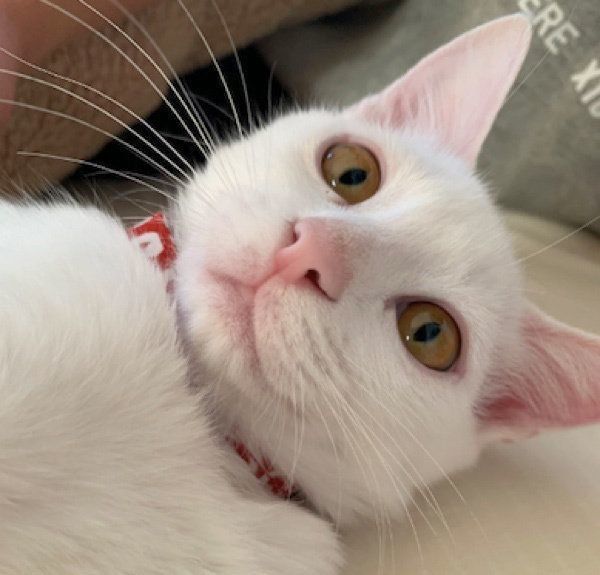 見つめる9ちゃん