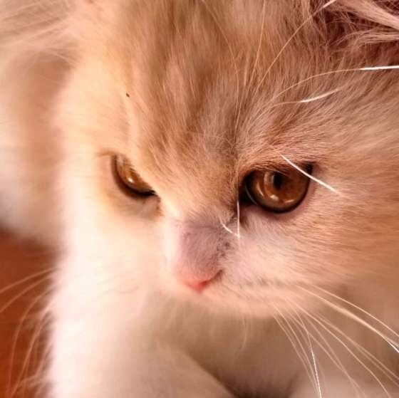 ミヌエットのつくねくん