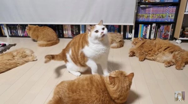 猫じゃらしで遊ぶマンチカン