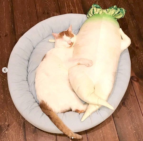 大根のぬいぐるみと猫