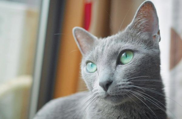 ごめん寝する猫