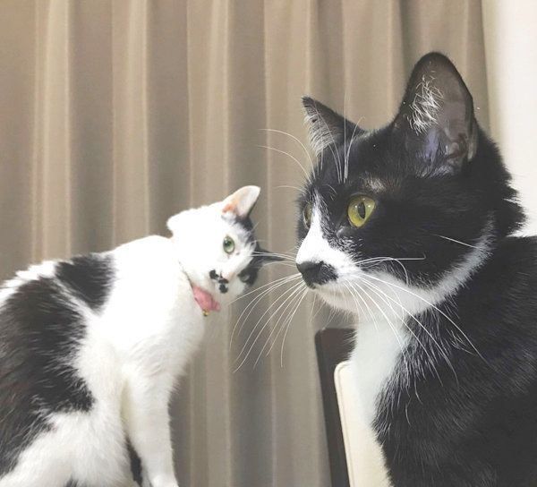 おヒゲがチャームポイントの元保護猫・ランちゃんとレイちゃん