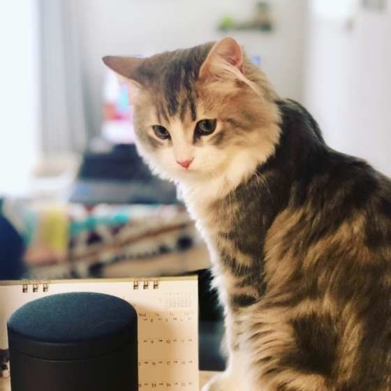 見つめるラガマフィン