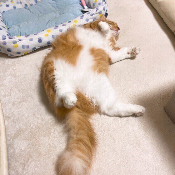 まるちゃんのへそ天