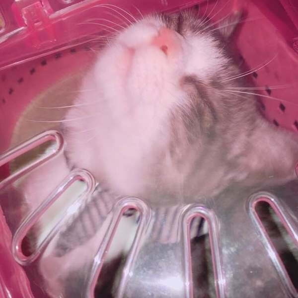 ペロ　マンチカン