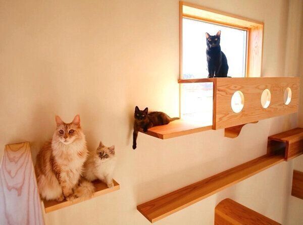 キャットステップとキャットウォークに大集合する猫ちゃんたち