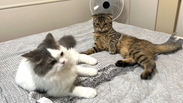 おすしくんとまつたけちゃん