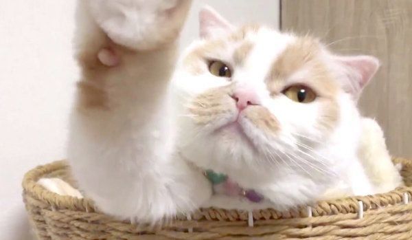 手を伸ばすホイちゃん