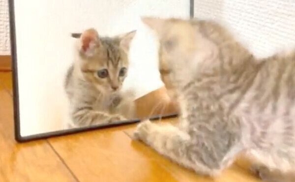 鏡を見つめるあめちゃん