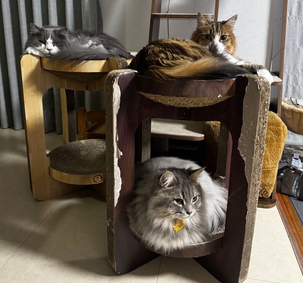 くつろいでいる3匹の猫