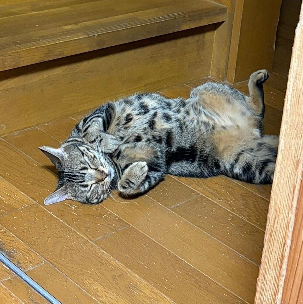 「階段から落ちたんか？」と飼い主さんにいわれた、はちべえくん