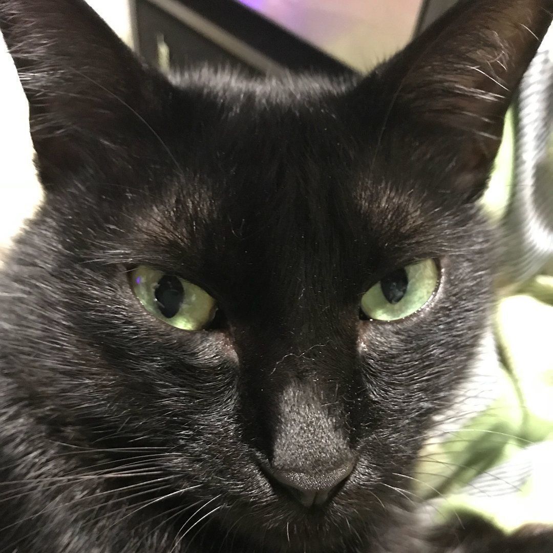 黒猫のムーたん