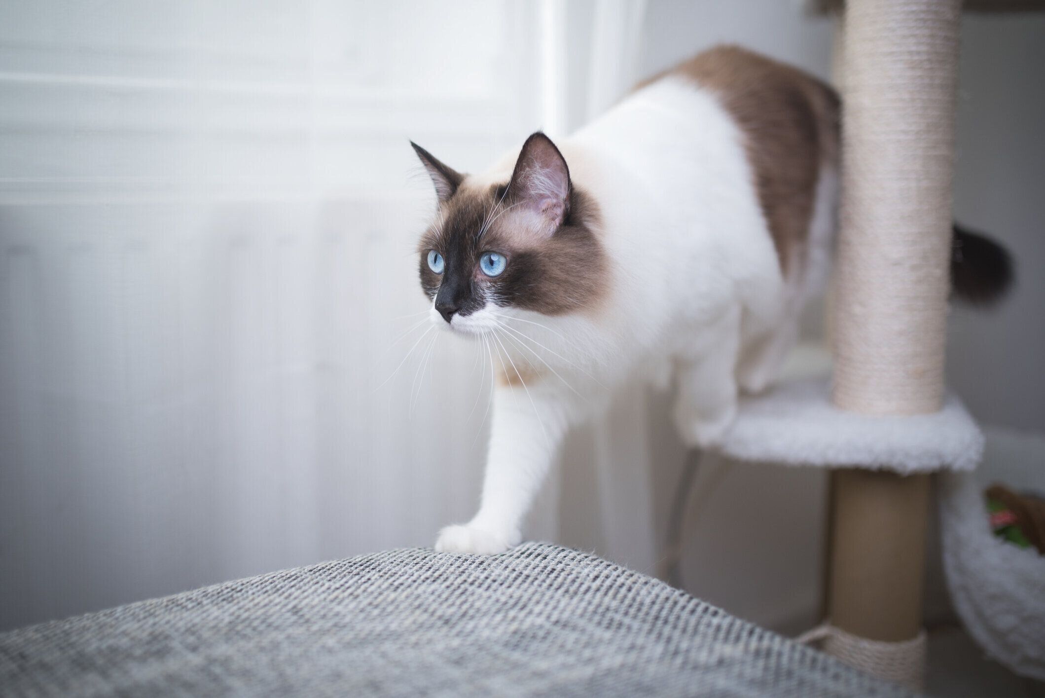 キャットタワーを降りる猫