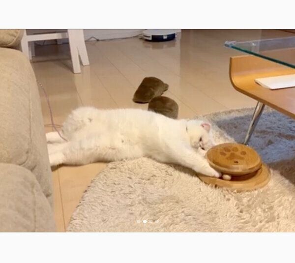 だらけるこてつくん