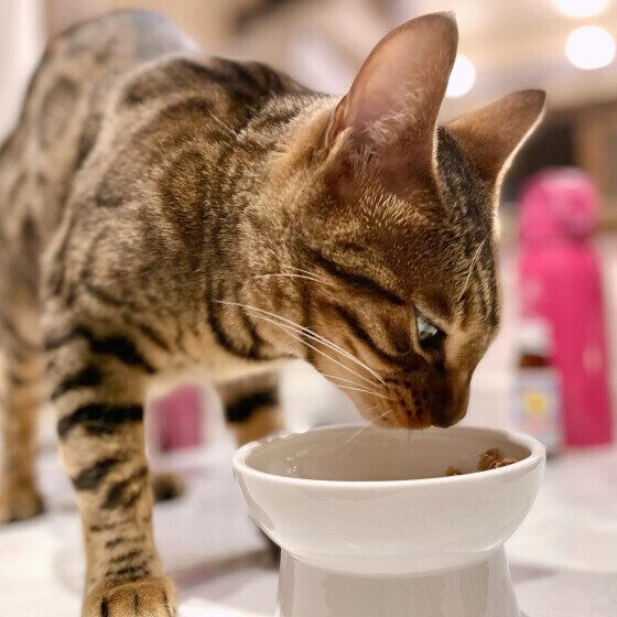 ベンガルのミラちゃん♪