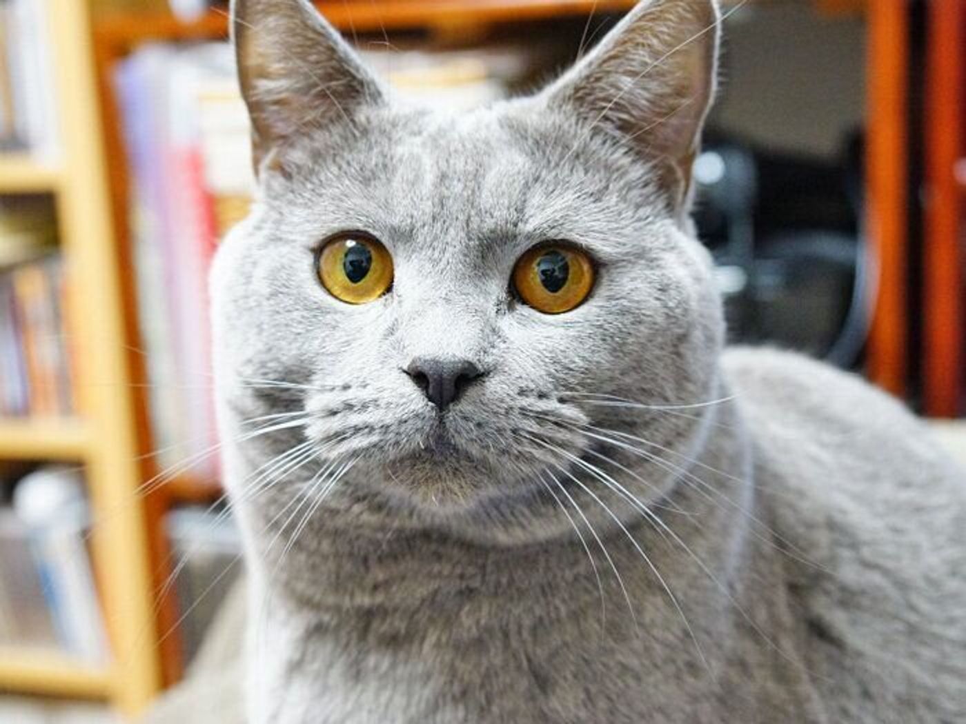 撮るのがむずかしい猫写真とは 本日もねこ晴れなり Vol 313 ねこのきもちweb Magazine 撮るのがむずかしい猫写真とは 本日もねこ晴れなり Vol 313 ねこのきもちweb Magazine