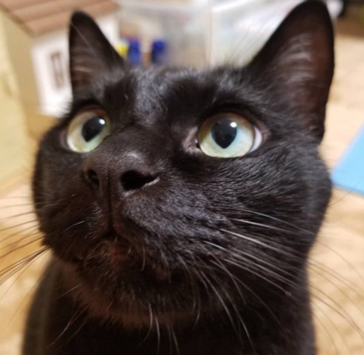 3coinsで発見 愛猫にプレゼントしたい 激かわアイテム とは ねこのきもちweb Magazine 3coinsで発見 愛猫にプレゼントしたい 激かわアイテム とは ねこのきもちweb Magazine