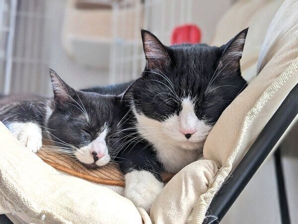 仲良く眠る天ちゃん、富士丸くん