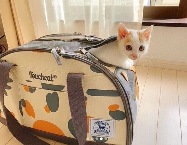 キャリーケースから顔を出すりぼんちゃん