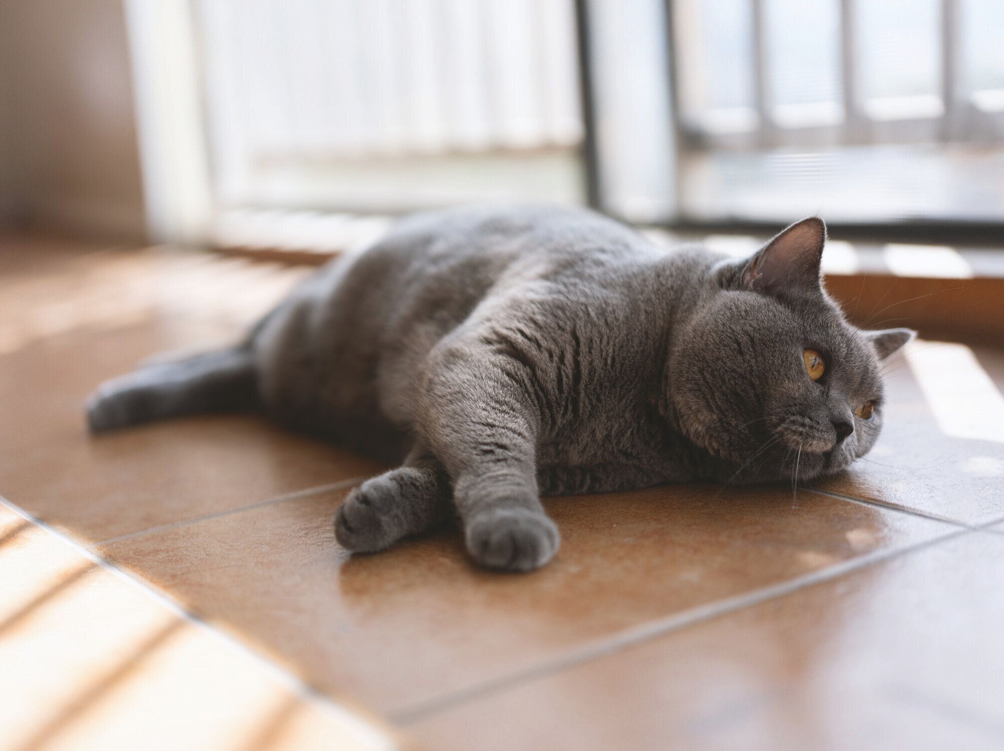 横になっている猫