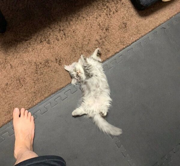 リラックスするあじくん