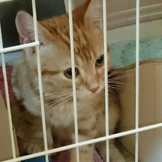 ケージ内にいる猫
