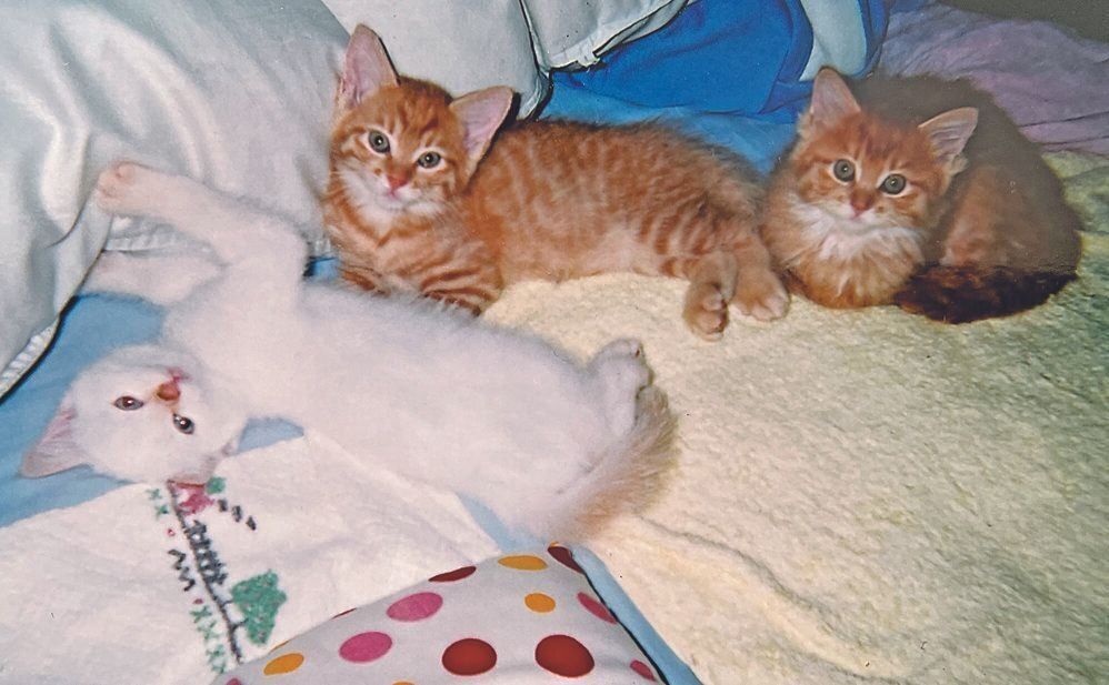 画像／ねこのきもち2024年3月号