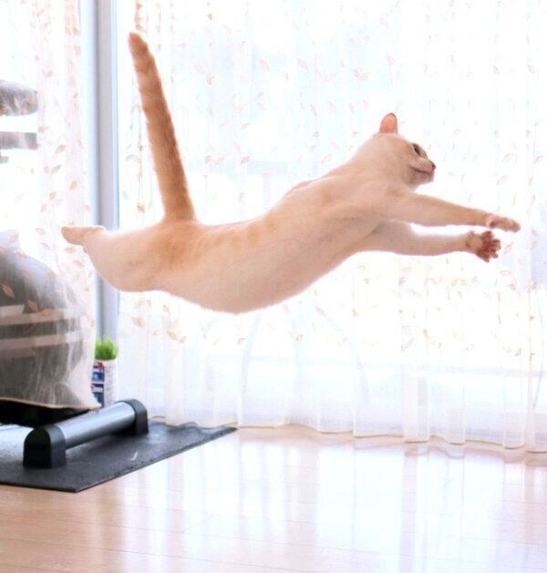 しっぽをピンとさせるチャコたん