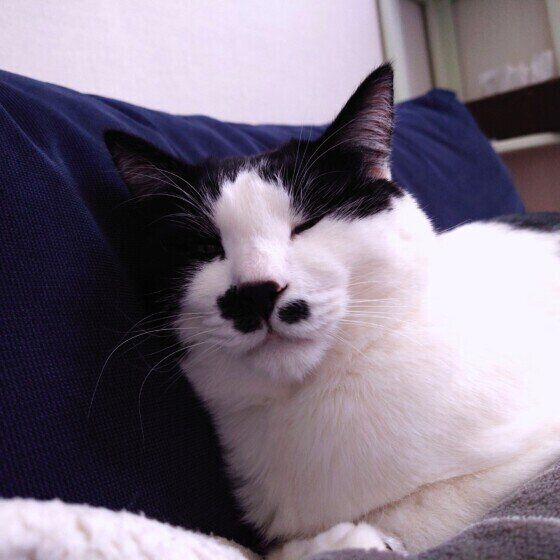 気持ちよさそうに寝る黒白猫