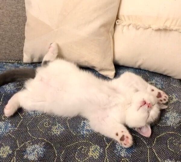 ヘソ天で眠るカツヲくん