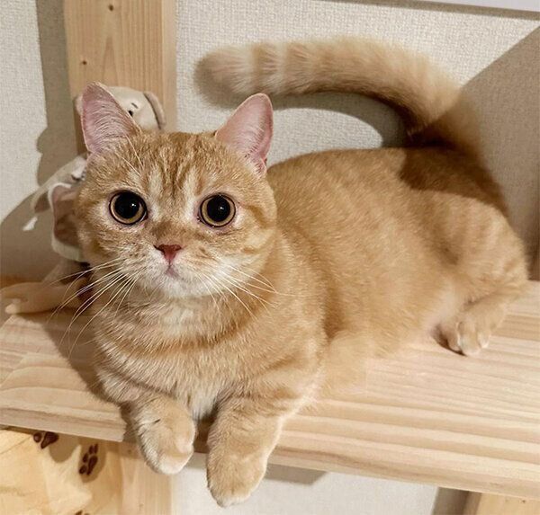 見つめるたるたるちゃん