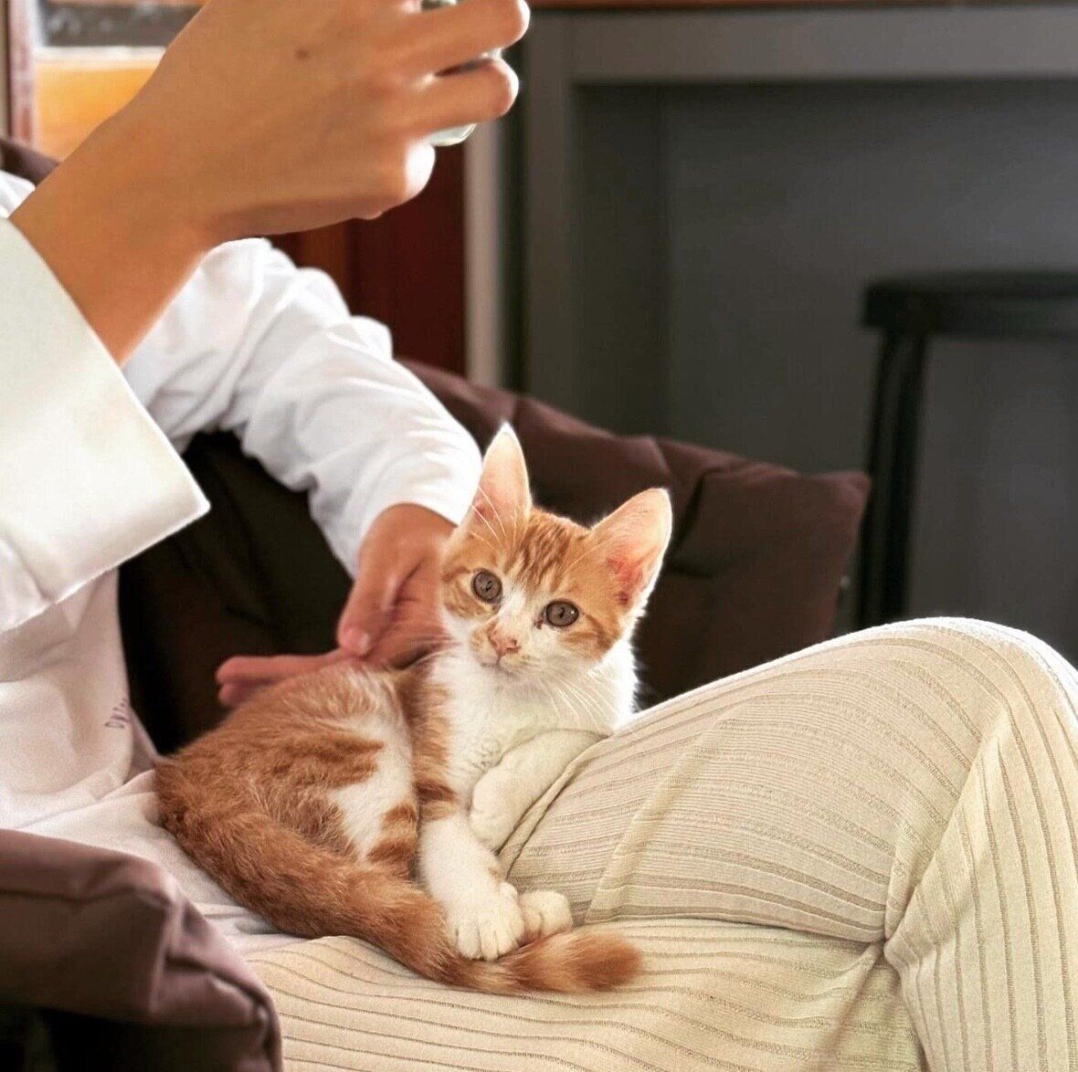 飼い主さんの膝の上でくつろぐツナくん