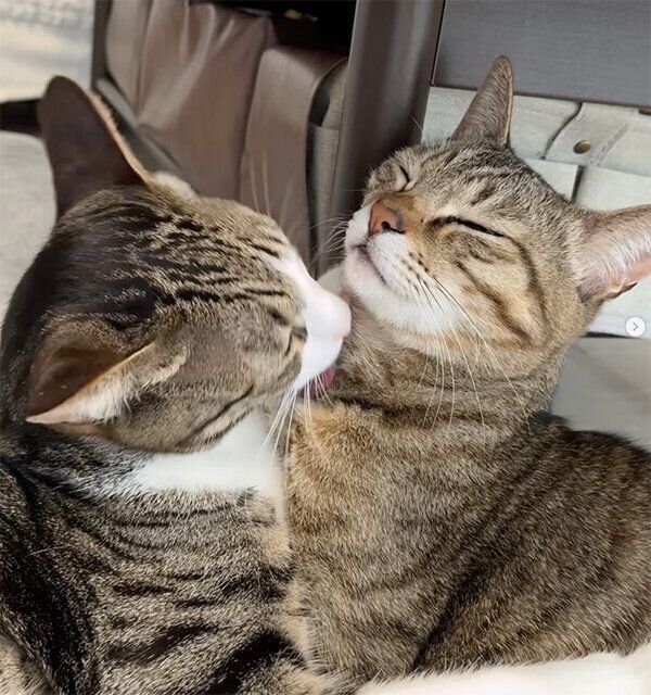 グルーミングし合うとら丸くん、らん丸くん