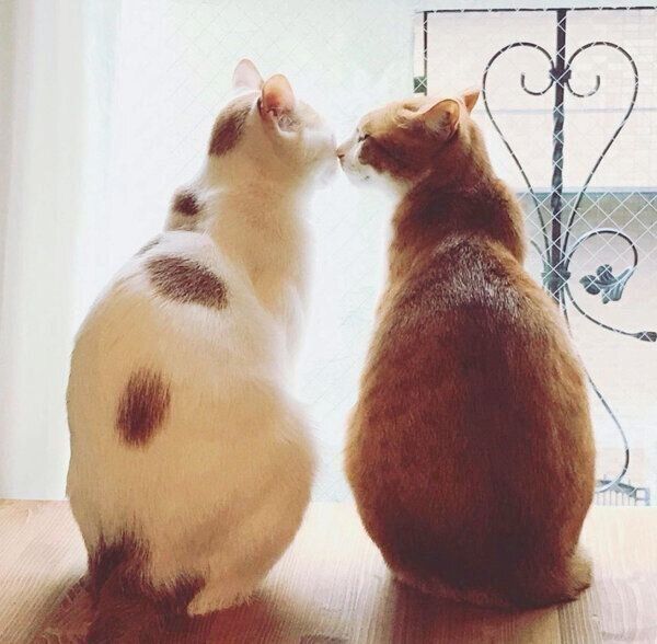 鼻をくっつけ合ういちごちゃんとタルトくん